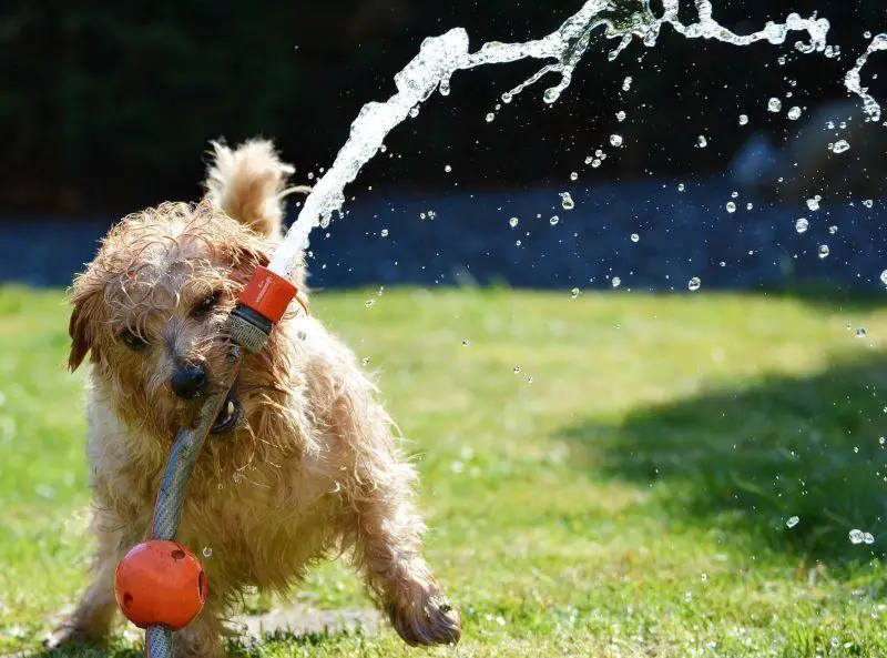 Dog Playing with Garden Hose Dog Playing with Garden Hose