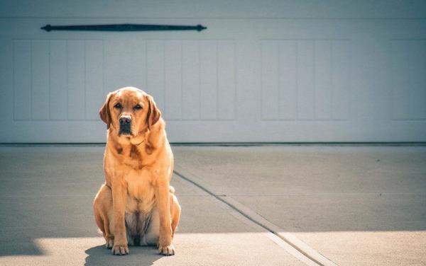 Dog on Sealed Concrete Driveway