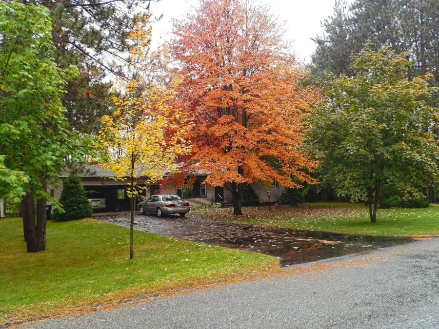 Front Yard in Autumn