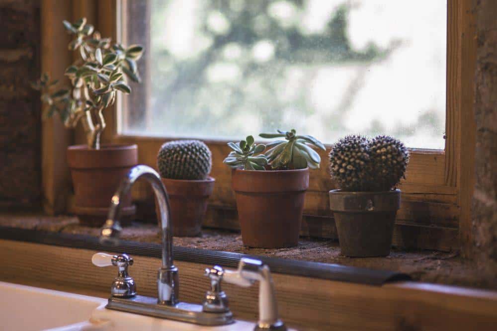 Succulents on the Sink Succulents on the Sink