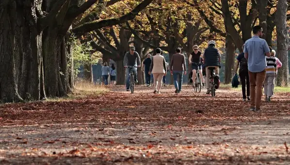 Tree-lined Walkway